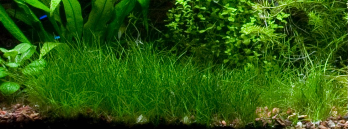 Dwarf Hairgrass on 3 x 5 Mat - Foreground Carpet Aquarium Plant