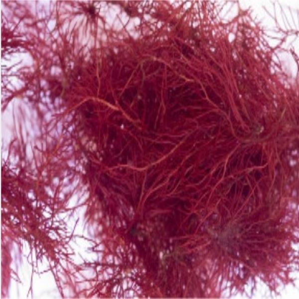 AquaStik Epoxy Putty Coraline Red 4 oz stick for underwater coral adhesion