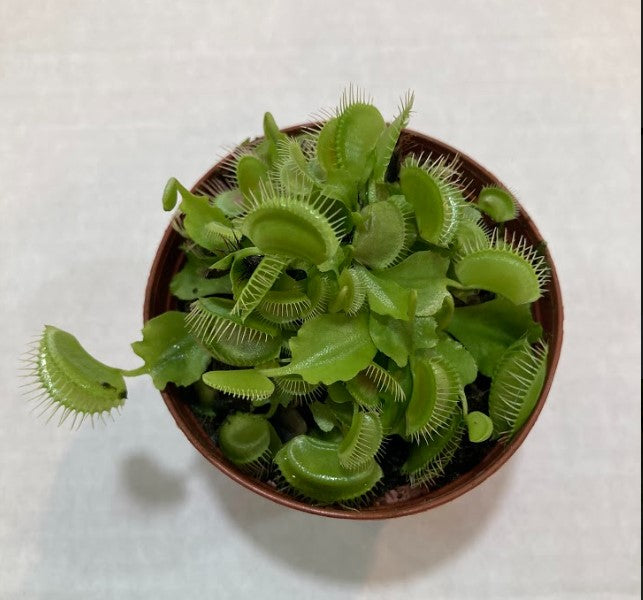 3 in. Venus Fly Trap