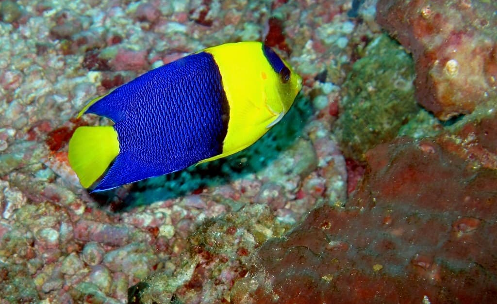Bicolor Angel