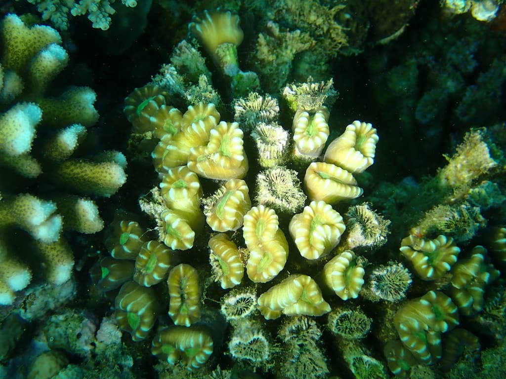 Candy Cane Coral