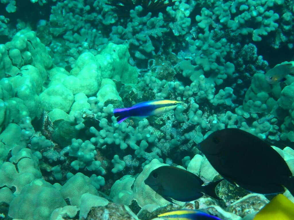 Cleaner Wrasse