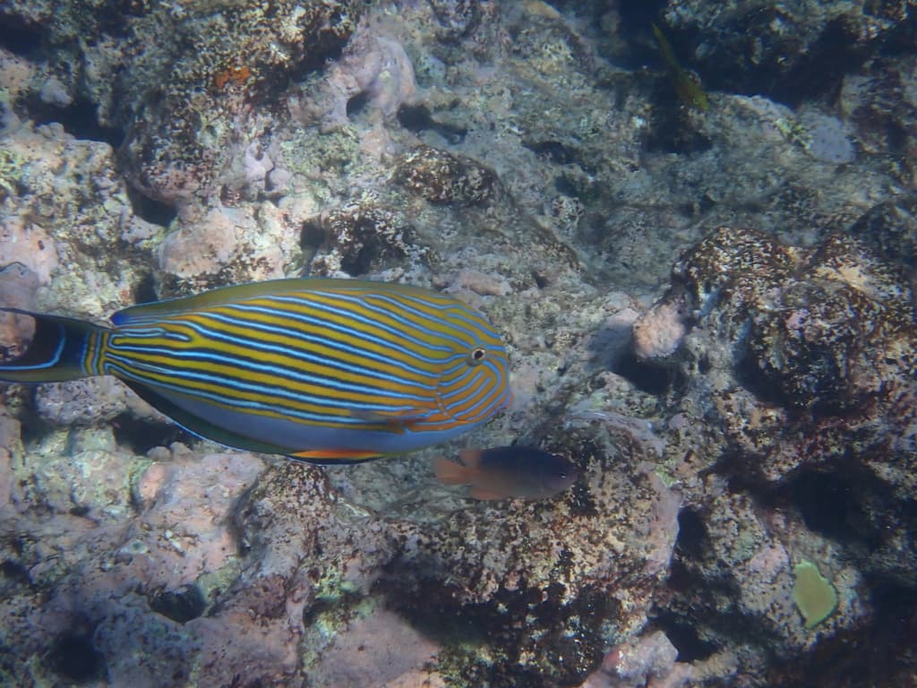 Clown Tang