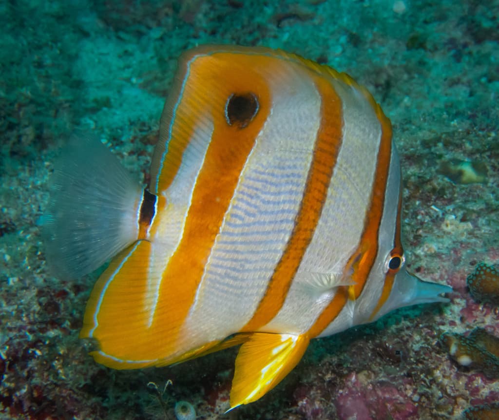 Copperband Butterfly