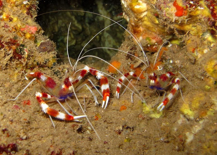 Coral Banded Shrimp Pair
