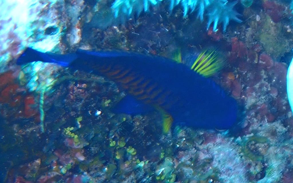 Coral Beauty