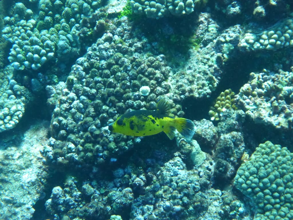 Dogface Puffer