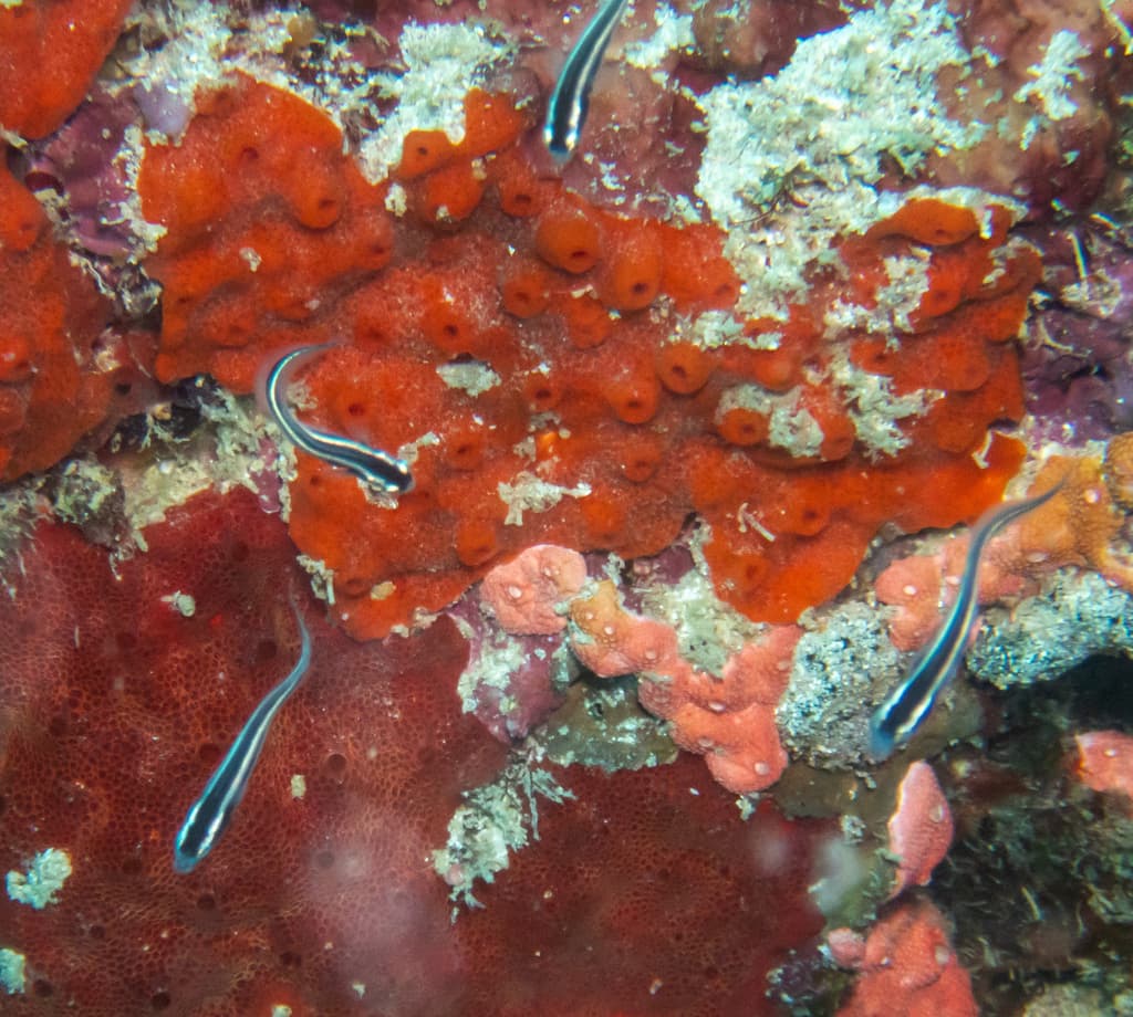 Engineer Goby