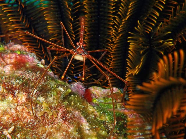 Frilly Arrow Crab — 5 Pack