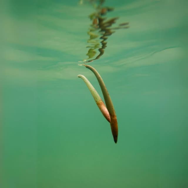 Mangrove With Leaves — 5 Pack