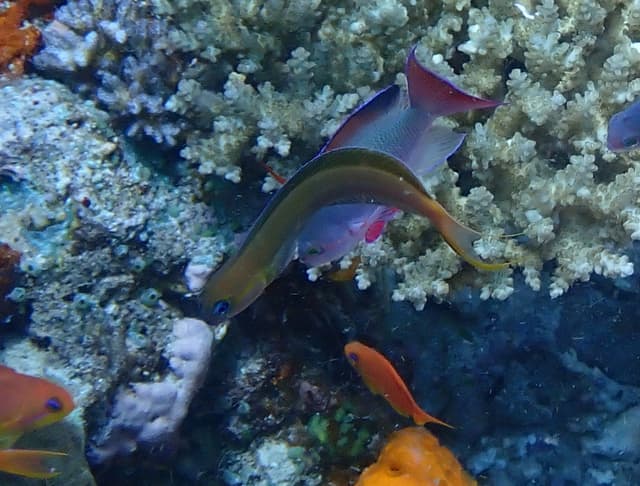 Midas Blenny (Small)