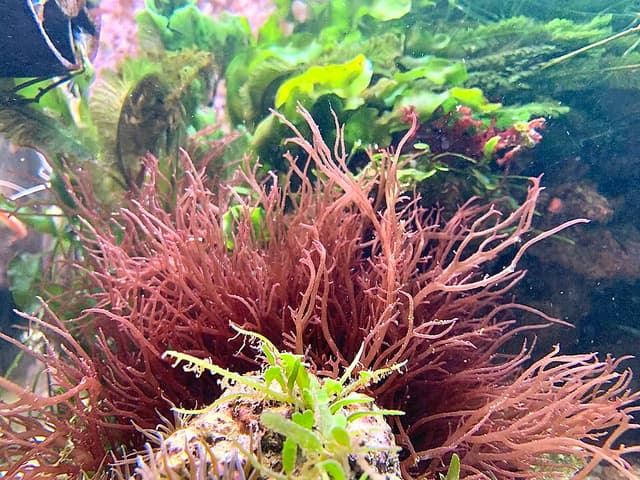 Red Ogo(Tang Heaven) Gracilaria (1 Lb)