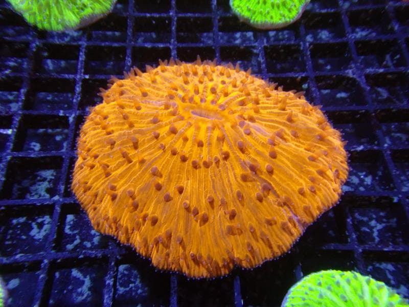 Plate Coral