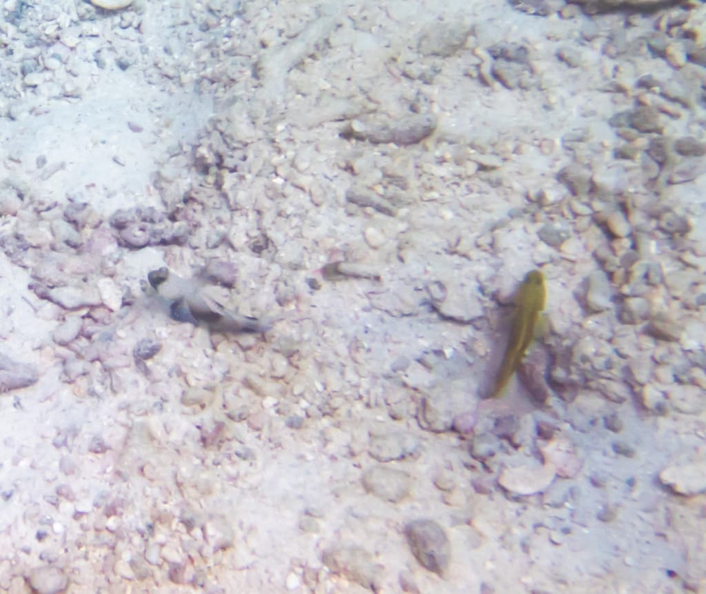 Yellow Watchman Goby