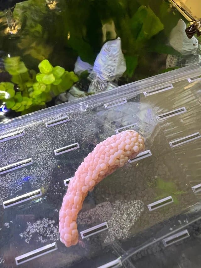 Pink mystery snail egg clutch laid on the side of a plastic breeder box above the waterline — classic cured pink coloration with visible jelly-bubble texture