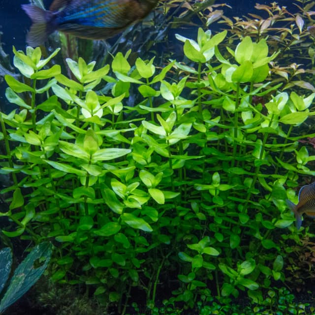 Bacopa