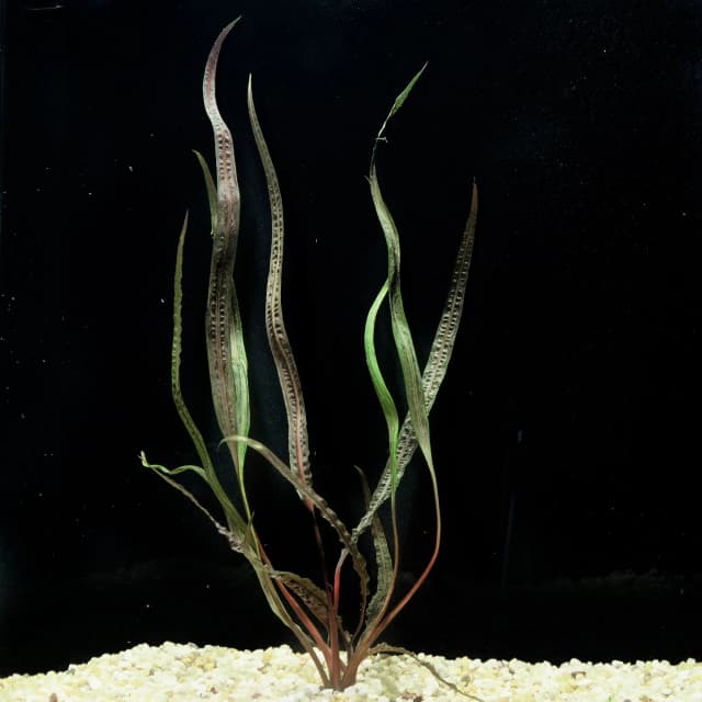 Aponogetifolia