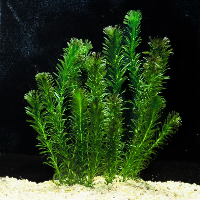 Anacharis