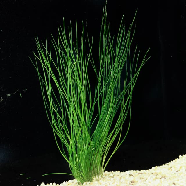 Littorella Uniflora