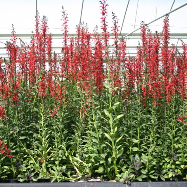 Cardinal Flower