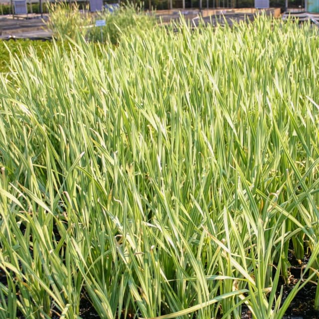 Cattail