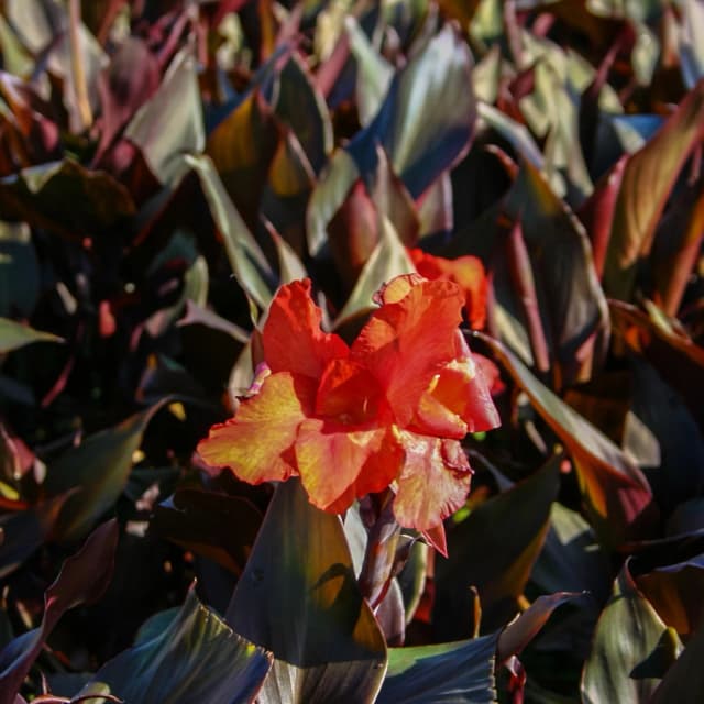 Canna Australia
