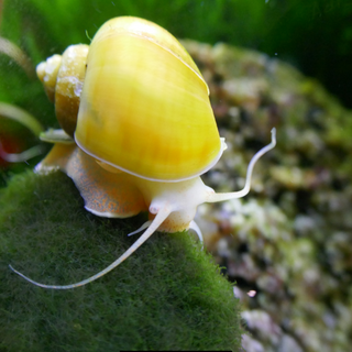 Mystery Snail 101: Care, Lifespan, Breeding, Food & More