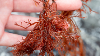 Exploring the Wonders of Red Alga Gracilaria: A Marine Biologist’s Guide to a Thriving Saltwater Aquarium