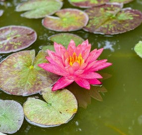 Water Garden/Pond Plants