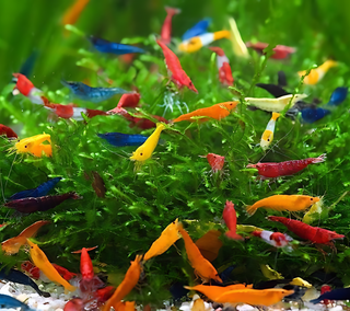 10-Pack Neocaridina Freshwater Skittle Shrimp by Shore Aquatic - Add Vibrant Colors to Your Aquarium, Free Shipping!