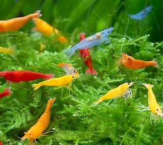 10-Pack Neocaridina Freshwater Skittle Shrimp by Shore Aquatic - Add Vibrant Colors to Your Aquarium, Free Shipping!