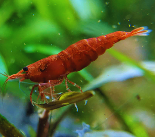 10-Pack Neocaridina Freshwater Skittle Shrimp by Shore Aquatic - Add Vibrant Colors to Your Aquarium, Free Shipping!