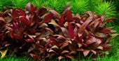 Alternanthera reineckii 'Mini' plant in tissue culture cup 3 pack for freshwater aquarium