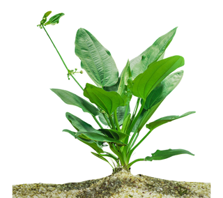 Amazon Sword Potted (Echinodorus amazonicus)-Buy 2 Get 1 FREE