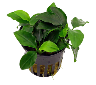 Anubias Barteri (Anubias barteri) live plant potted