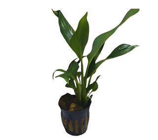 Aquarium Peace Lily (Spathiphyllum Wallisii) Live Aquatic Plant