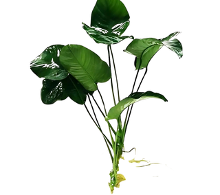 Anubias Barteri Broad Leaf Freshwater Aquarium plant-Buy 2, Get 1 Free