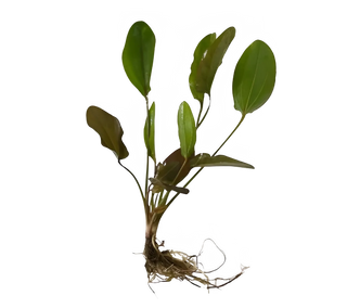 Atlandsberg Sword, Echinodorus Atlandsberg  bare root freshwater aquarium plant (Buy 2, Get 1 Free)