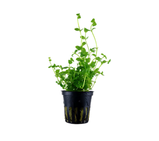 Bacopa Australis Potted freshwater aquarium plant (Buy 2, Get 1 FREE)