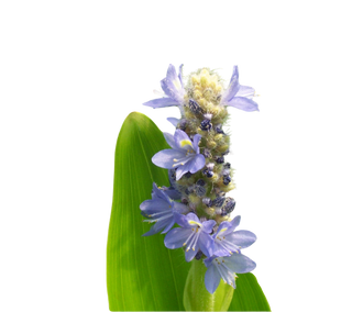 Blue Pickerel (Pontederia spp.) Live Pond Plant