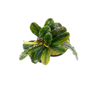 Bucephalandra Rainbow Marble potted aquarium plant (Buy 2, Get 1 Free)