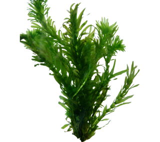 BUY 2 GET 1 FREE Anacharis (Egeria Densa)  | 3 Bunches (4 stems per bunch) | Bulk Buying Discounts | Your Aquatic Paradise Awaits with Shore Aquatic