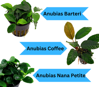 Anubias Bundle (Bartieri, Coffee, Nana Petite) Live Plants