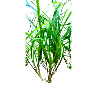 Cryptocoryne spiralis live aquarium plant potted