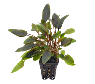 Cryptocoryne walkeri lutea freshwater aquarium potted plant (Buy 2, Get 1 Free)