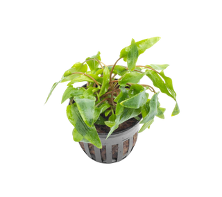 Cryptocoryne Wendtii Green potted live aquatic plant potted