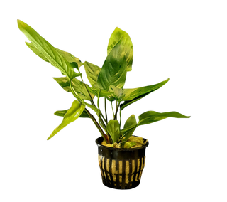 Anubias Hastifolia live aquatic potted plant