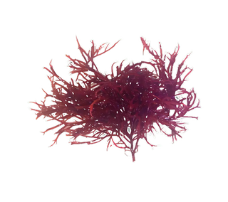 Aquacultured Hawaiian Red OGO Gracilaria for Reef Saltwater Refugium 2oz portion