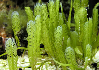 Macro Bundle 4 Pack: Gracilaria Hayi, Red OGO Gracilaria, Caulerpa Mexicana (Taxifolia) & Caulerpa Prolifera - Ideal for Marine Aquarium Setup