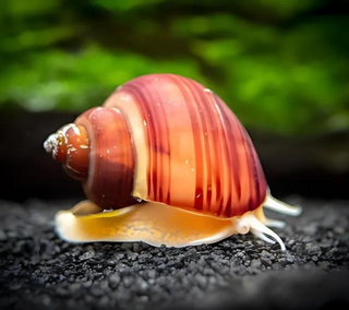 3-Pack Magenta Snails (Pomacea Bridgesii) Large - Live Freshwater Snail